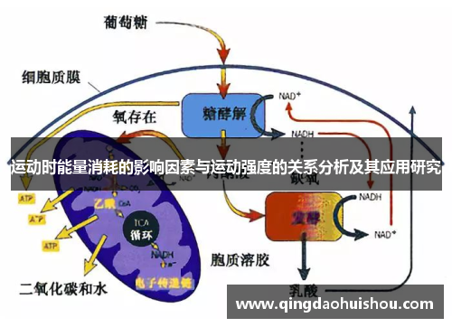 运动时能量消耗的影响因素与运动强度的关系分析及其应用研究